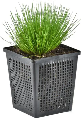 Zdjęcie produktu dla Bloomique - Scirpus Cernuus - Trawa igłowata - Rośliny do oczek wodnych - Rośliny wodne - Odporne na zimę - Wysokość 10-20 cm - Doniczka 11 cm