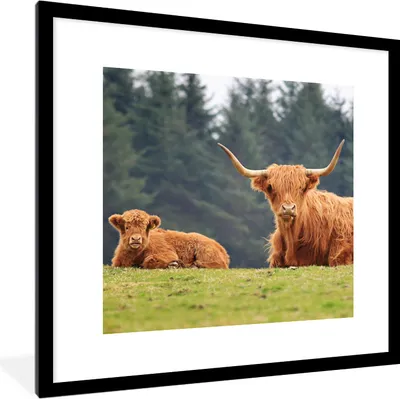 Produktbild von MuchoWow® Gerahmtes Poster Schottische Highlander - Gras - Wald 40x40 cm - Poster mit Schwarzem Bilderrahmen Wandposter Rahmen Foto Bilder - Poster - Plakat im Rahmen