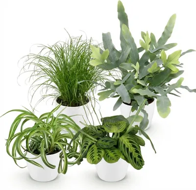 Obrázek produktu pro Sada pokojových rostlin - Chlorophytum, Cyperus, Phlebodium, Maranta - sada 4