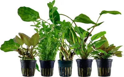Produktbild von Pflanzen Set mit 5 Einsteiger Topf Aquarium Wasserpflanzen AquaOne Nr.223