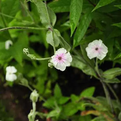Produktbild von 6 x Vexiernelke  - Lychnis coronaria 'Alba'  | Topf 9cm x 9cm