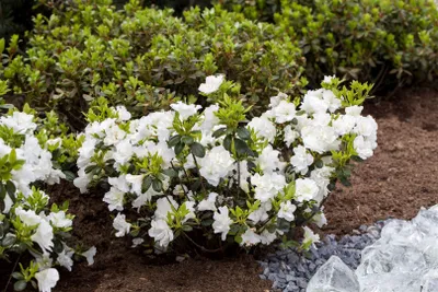 Produktbild von Rhododendron obtusum 'Schneeperle', weiß, 15–20 cm
