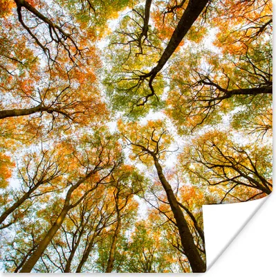 Produktbild von MuchoWow® Poster Herbst - Himmel - Baum 100x100 cm - Babyzimmer