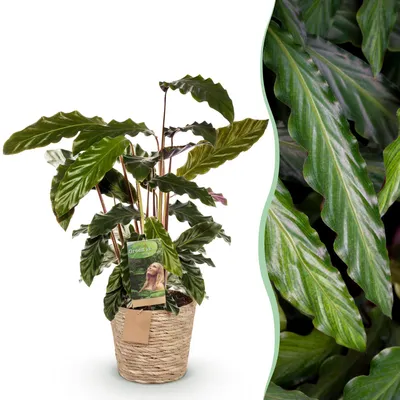 Produktbild von Green boutiQ - Zimmerpflanzen - Calathea Rufibarba - Pfauenpflanze - Wenig Pflege - mit Korb - Grün - 1 Pflanze - Topf 17cm - Höhe 55-60cm