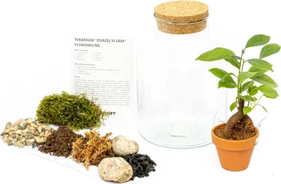 Obrázek produktu pro Gardners Skleněná dóza HELENIUM OSÁZEJ SI SÁM Ficus microcarpa Ginseng, S