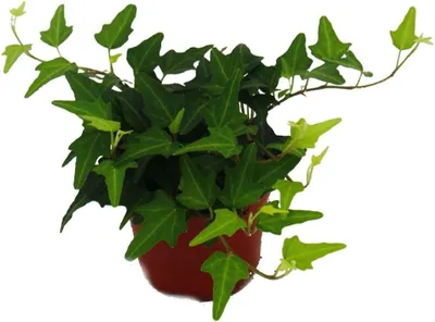 Productafbeelding van Kamerplant Klimop - Hedera Hangplant - Interieur Decoratie - Onderhoudsvriendelijk - 9cm Pot - Groen