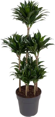 Productafbeelding van Famanu Dracaena Compacta - 130 cm - diameter 31 cm
