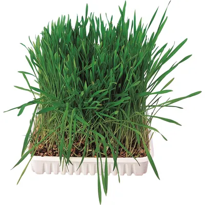 Produktbild von TRIXIE Kleintiergras, Kaninchen, 100 g, Gerste, Hafer, Weizen