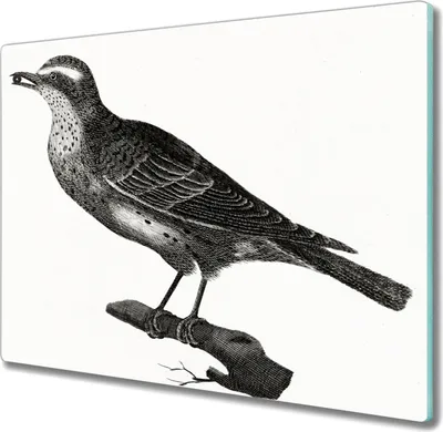 Produktbild von Coloray Hackbrett Küchenbrett Kochplattenabdeckung Schneidebrett Herdabdeckplatte 60x52 cm - Tiere Vögel