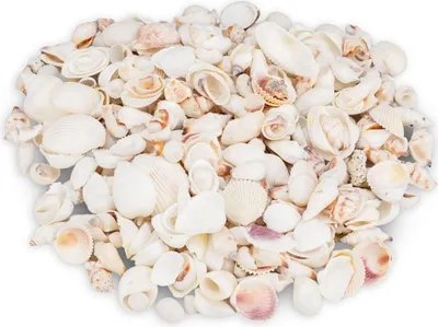 Produktbild von Muschelmix weiß 1 kg 1–6 cm Deko Muscheln Schneckenhäuser maritime Basteln DIY