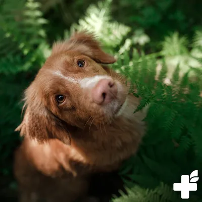 Produktbild von REAVET Ulmenrinde Pulver Amerikanisch für Hunde & Katzen 220g – Natürlich für Magen und Darm, Slippery Elm Bark