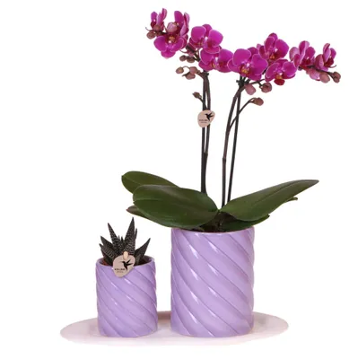 Obrázok produktu pre Kolibrík Orchidey Dar?eková sada Optimizmus Malá fialová zelená rastlina s oranžovou orchideou Phalaenopsis v kvetiná?och s okrasnými rastlinami na bielom organickom podnose