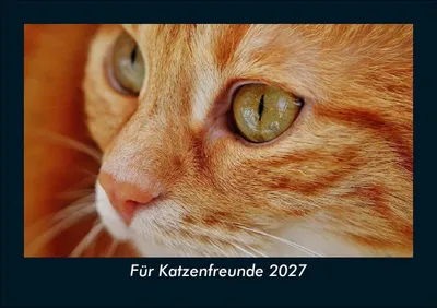 Produktbild von Für Katzenfreunde 2027 Fotokalender DIN A5