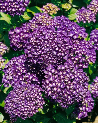 Produktbild von Hydrangea macrophylla 'Hamburg', Hortensie, rosa, 30–40 cm