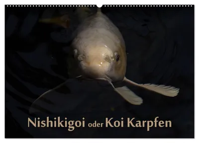 Produktbild von Nishikigoi oder Koi Karpfen (Wandkalender 2027 DIN A2 quer), CALVENDO Monatskalender