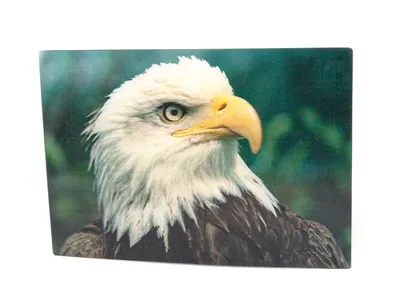 Produktbild von 3 D Ansichtskarte Weißkopfseeadler, Postkarte Wackelkarte Hologrammkarte Tiere Tier Adler Vogel