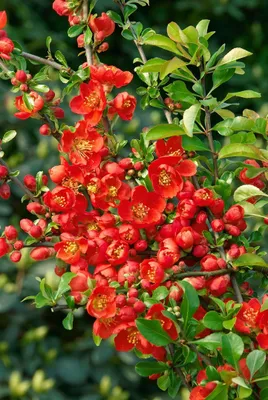 Produktbild von Chaenomeles japonica 'Cido Red', Zierquitte, rot, 30–40 cm