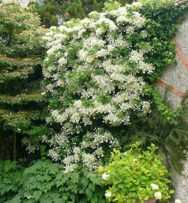 Produktbild von Kletterhortensie, 100-120 cm, Cont. 10 l