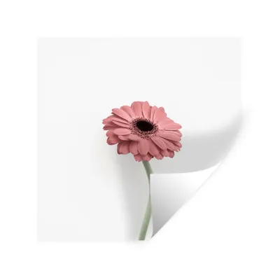 Produktbild von MuchoWow® Wandtattoo Wandsticker Wandaufkleber Blumen - Rosa - Natur - Weiß - Pflanze 30x30 cm Selbstklebend und Repositionierbar - Repositionierbar - Wasser abweisend