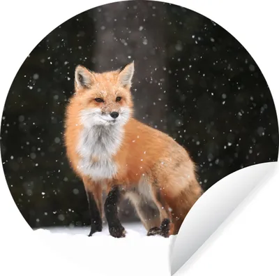 Produktbild von MuchoWow® Runde Wandtattoo - Wandsticker Tapete Aufkleber Fuchs - Schnee - Winter Ø 50 cm Selbstklebend und Repositionierbar - Wandaufkleber - Kreis - Wand Kreis - Wand Bild - Foto Tapete - Selbstklebende - Wohnzimmerdekoration - Wand Dekoration - Kinderzimmer