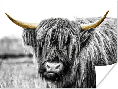 Produktbild von MuchoWow® Poster Schottischer Highlander - Kuh - Schwarz - Gold 120x90 cm - Wandbild