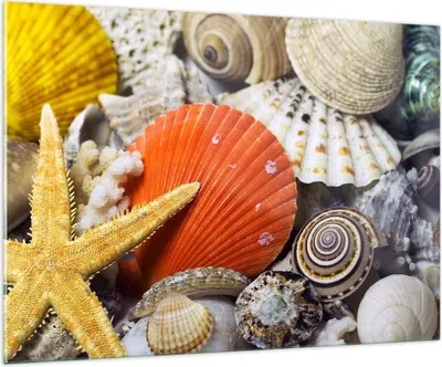 Produktbild von Bilder auf glas - Seashell Meer Strand Sand - 100x70cm - Glasbilder - Wandbilder - Kunstdruck - zum Aufhängen bereit - Wanddekoration aus Glas - Glas Bilder - Wandbild auf Glas - GAA100x70-0456
