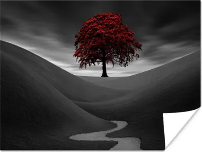 Produktbild von MuchoWow® Poster Schwarz-Weiß-Foto mit einem roten Baum 120x90 cm - Wandbild