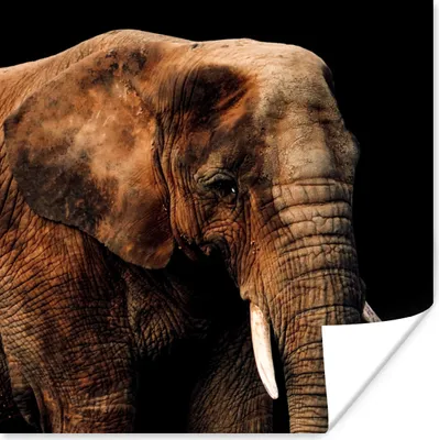 Produktbild von MuchoWow® Poster Elefant - Tiere - Braun 75x75 cm - Wand Dekoration