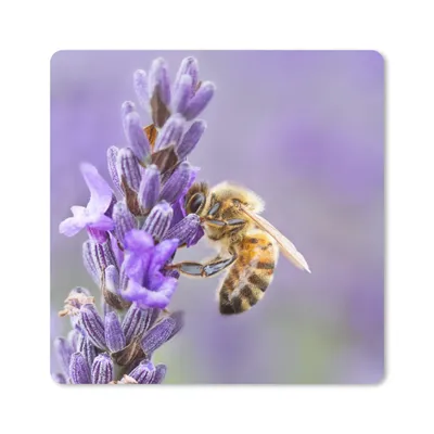 Produktbild von MuchoWow® Mauspad Mousepad Biene auf Lavendel 20x20 cm - Mousepads - Maus Mat - Pad - Mausunterlage - Desk Mat - Bureauartikeln