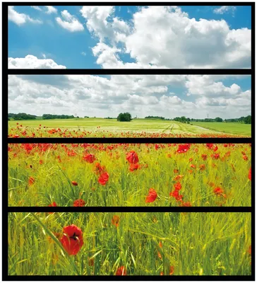 Produktbild von Wallario Möbelfolie / Aufkleber, geeignet für Ikea Malm Kommode mit 4 Schubfächern - Grüne Wiese mit Mohnblumen