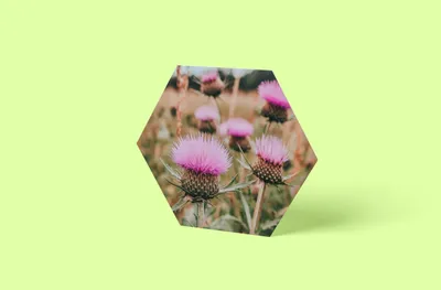 Produktbild von Disteln Foto Hexagon Wandbild | Größe in cm: 20 x 20