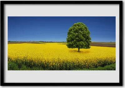 Produktbild von Bild 100x70 MDF-Rahmen Wandkunst Baum Wiese Natur Feld