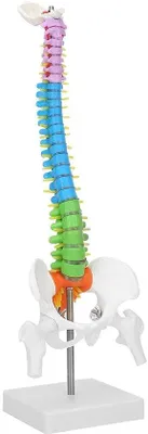 Productafbeelding van Anatomisch correct model van de wervelkolom, schaal 1:1 - Ideaal voor onderzoeksdoeleinden