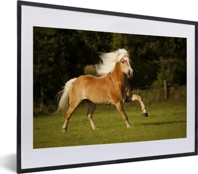 Produktbild von MuchoWow® MuchoWow® Gerahmtes Poster Haflingerpferd im Galopp 40x30 cm - Poster mit zchwarzem Bilderrahmen - Bilderrahmen - Poster im Rahmen