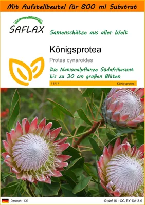 Produktbild von SAFLAX Garden in the bag - Königsprotea - Protea cynaroides - 5 Samen - Mit Anzuchtsubstrat im praktischen, selbst aufstellenden Beutel