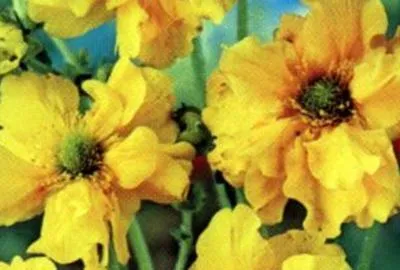 Produktbild von 6 x Geum chil. 'Lady Stratheden' ( 'goldball') - Nelkenwurz - Topf 9 x 9 cm
