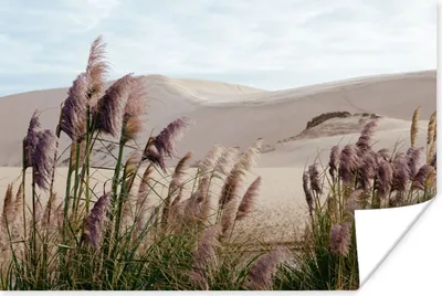 Produktbild von MuchoWow® Poster Pampasgras - Sand - Pflanzen - Düne 120x80 cm - Bilder
