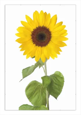 Produktbild von Wallario Wandbild Sonnenblume, Größe: 61 x 91,5 cm, Poster mit rahmenlosen Bildhalter