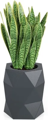 A snake plant in a geometric planter.