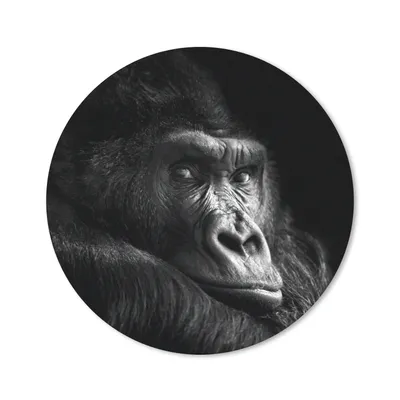 Produktbild von MuchoWow® Mauspad Mousepad Gorilla - Affe - Schwarz - Weiß - Porträt 20x20 cm - Mousepads - Maus Mat - Pad - Mausunterlage - Schreibtischmatte