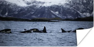 Produktbild von MuchoWow® Poster Gruppe von Orcas 40x20 cm - Poster für die Wand - Poster Schlafzimmer
