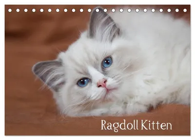 Produktbild von Ragdoll Kitten (Tischkalender 2027 DIN A5 quer), CALVENDO Monatskalender