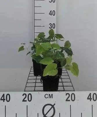Produktbild von 6 x  Epimedium perralchicum 'Frohnleiten' - Elfenblume - Topf 9 x 9 cm