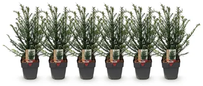 Image de Green boutiQ - Plantes de haie - Taxus baccata - feuillage vert - 6 plants - 1 mètre linéaire - à feuillage persistant - pot de 17 cm, hauteur 60 cm