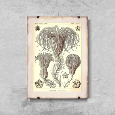 Produktbild von Poster - Canvas - Leinwand - 29,7 cm x 42 cm - Crinoidea