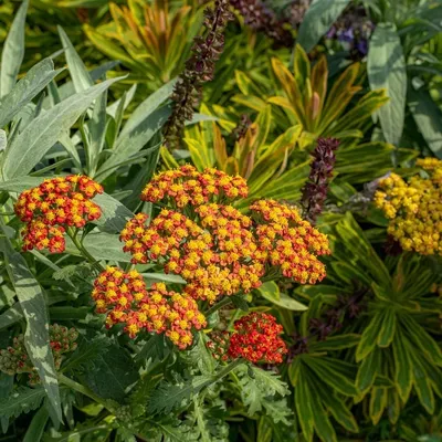 Productafbeelding van 6 x Achillea hybrida - Achillea hybrida 'Feuerland' | Pot van 9x9 cm