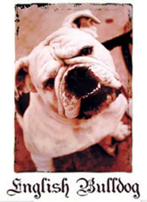 Immagine prodotto di Cani Bulldog inglese - Stampa poster - Dimensioni cm
