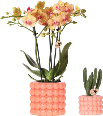 Produktbild von Kolibri Company | Pflanzenset Poppy Orange | Orange Phalaenopsis Orchidee Jamaica und Sukkulente inkl. Keramische Ziertöpfe
