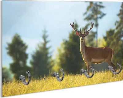 Produktbild von Wallario Schlüsselbrett aus Glas, Motiv: Junger Hirsch auf einer Wiese, 30 x 20 cm mit 4 Haken