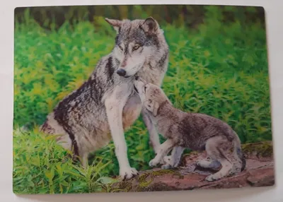Produktbild von 3 D Ansichtskarte Wölfe, Postkarte Wackelkarte Hologrammkarte Tiere Wolf Waldtiere